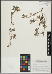 Foto von Salix arctica Pall.